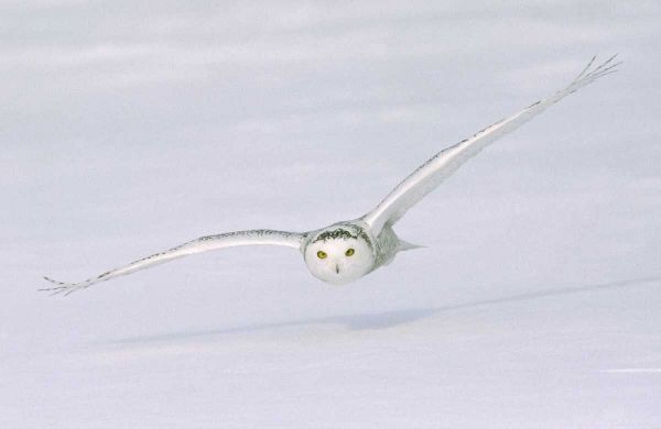 Canada, Quebec Snowy owl flies low over snow